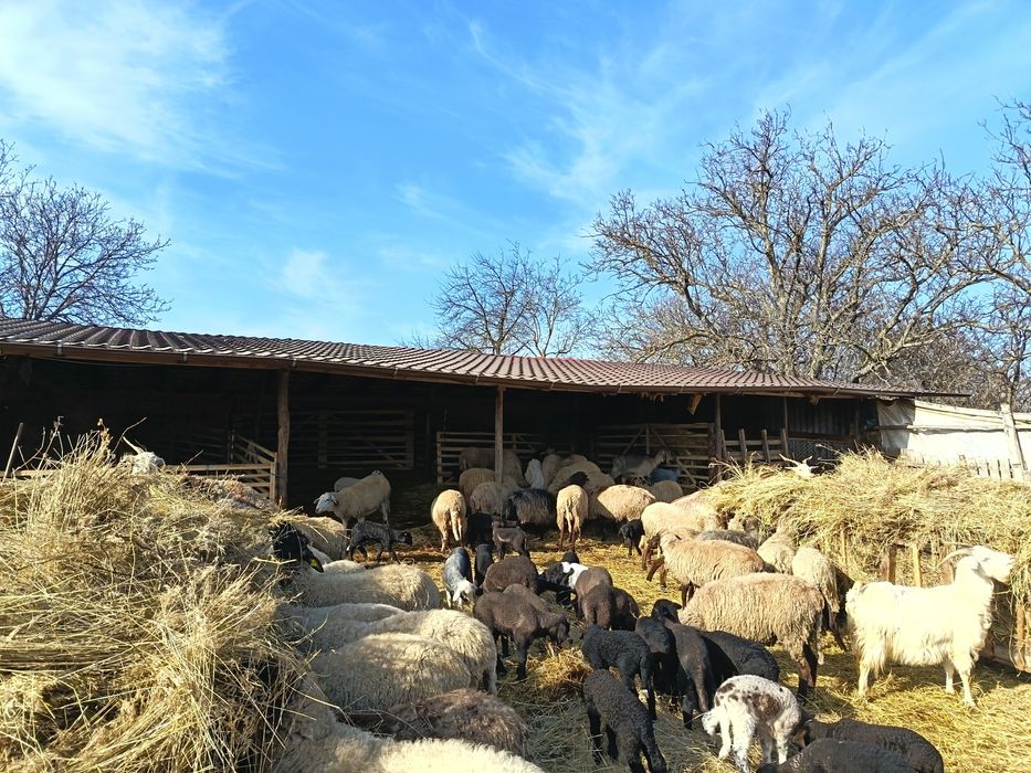 Vând 50 de oi carabașe și 20 de capre