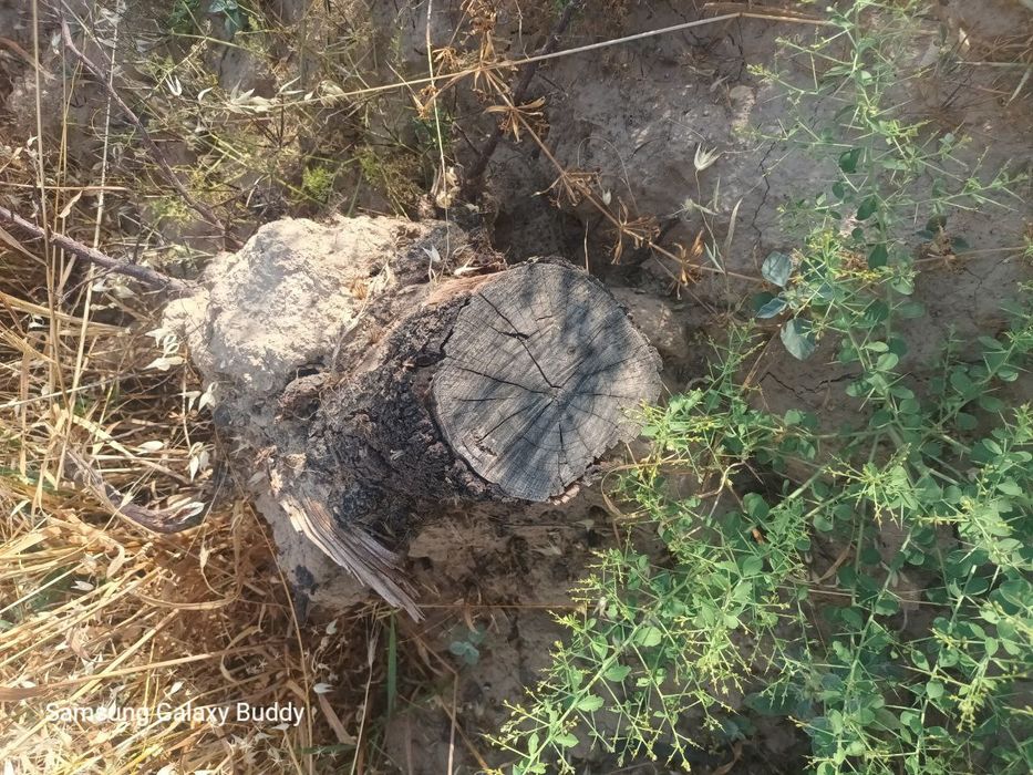 Отдам даром дрова