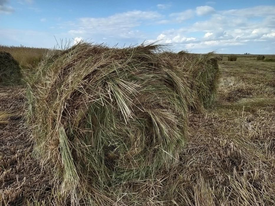 Продам рулоны сена