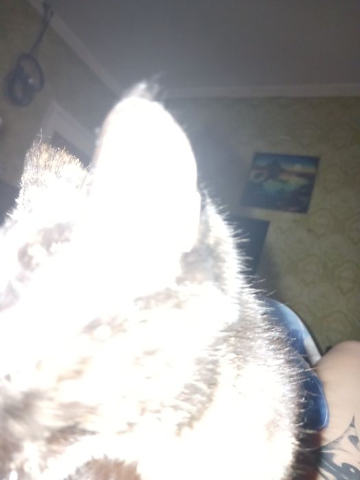 Отдам котенка в хорошие руки