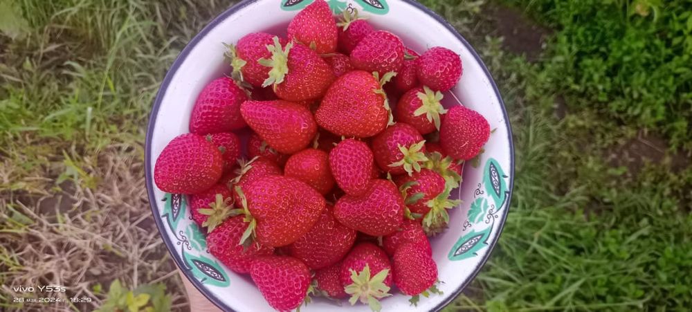 Саженцы Малины Клубники