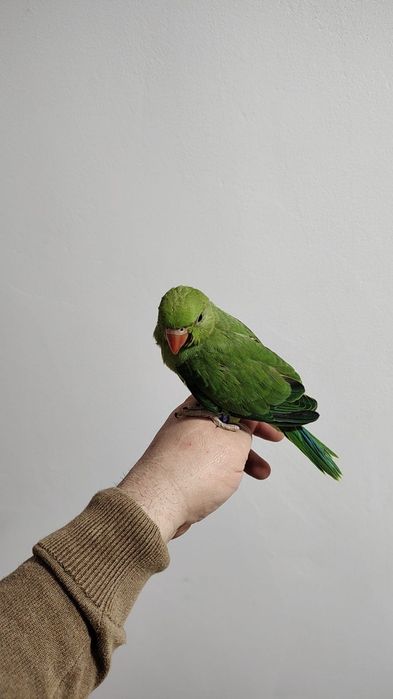 Papagali Micul Alexander ,alexandru.de crescut la seringa
