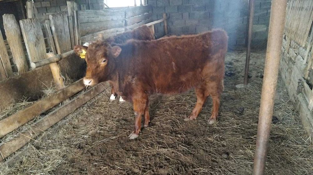 Ұрғашы бақ, 1 еркек баспак