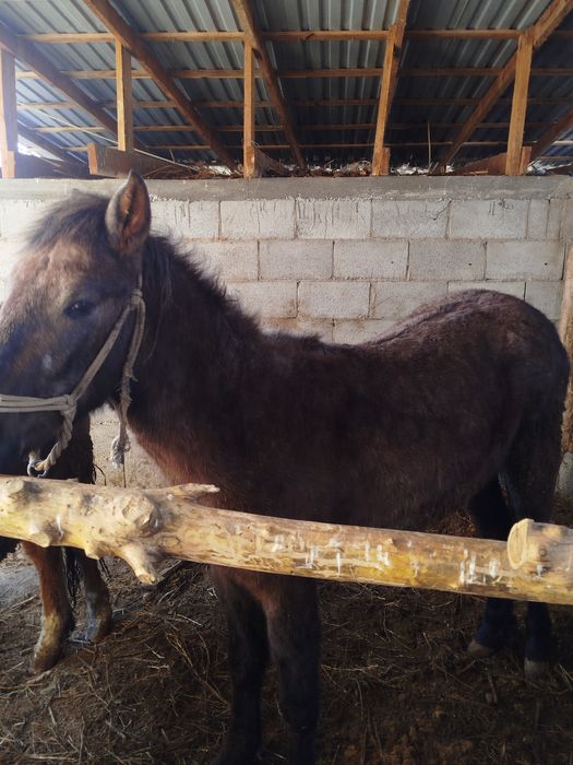Палтарашка лар семіз союға