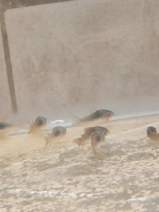 Corydoras aeneus voalat    .