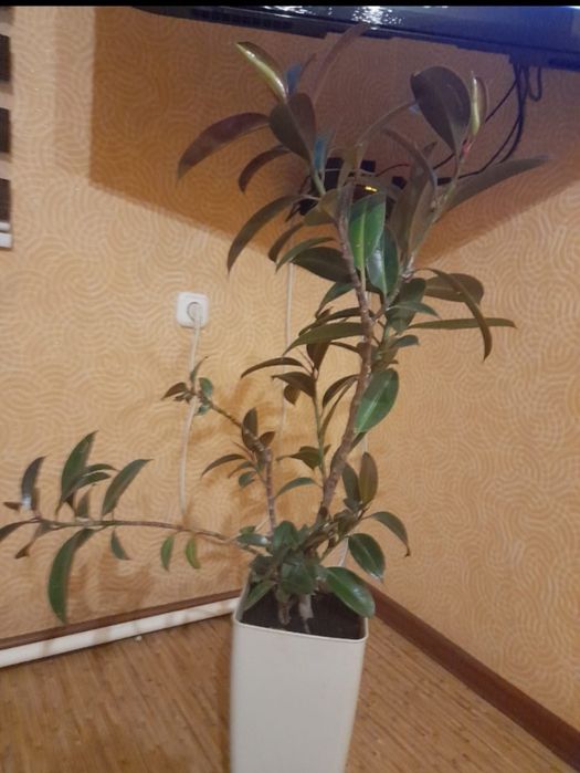 Продам домашние цветы