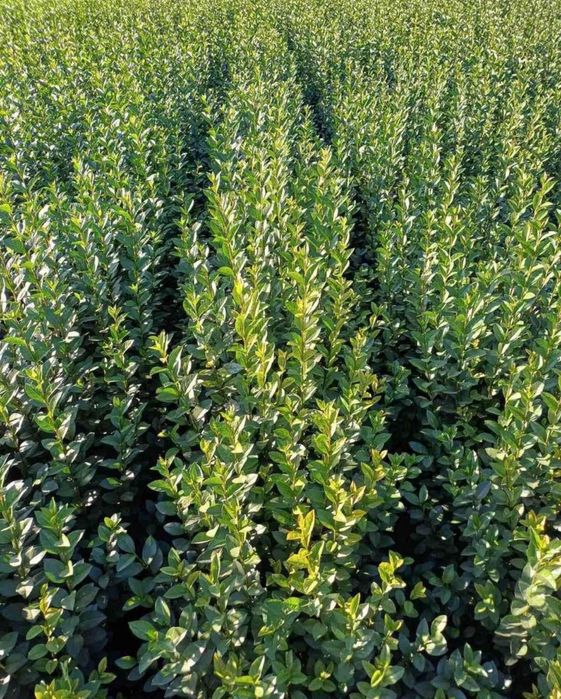 Лигуструм  корен вечно зелен 40-60см.