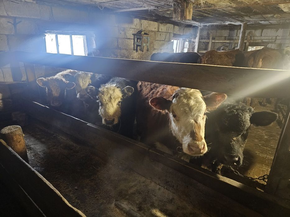 5 бұзау сатылады