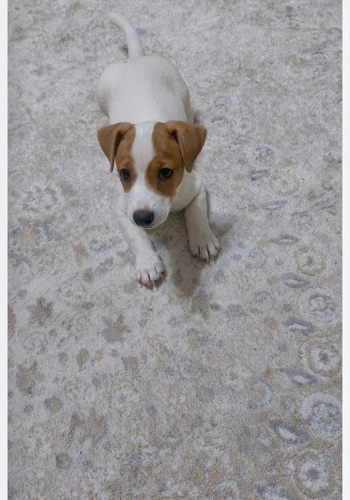 Продам щенка Джек Рассел терьер