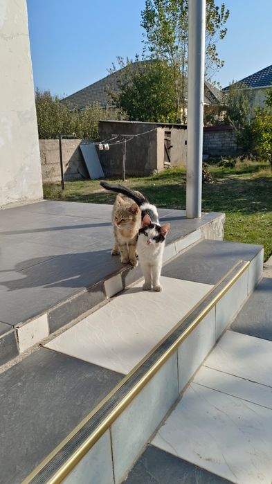 Отдадим котят в хорошие руки