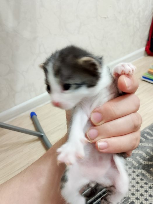 Маргаулар котёнок
