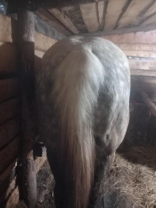 Cal de 6 ani vand sau schimb