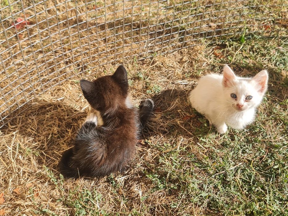 Donez/ofer spre adopție  pui de pisica