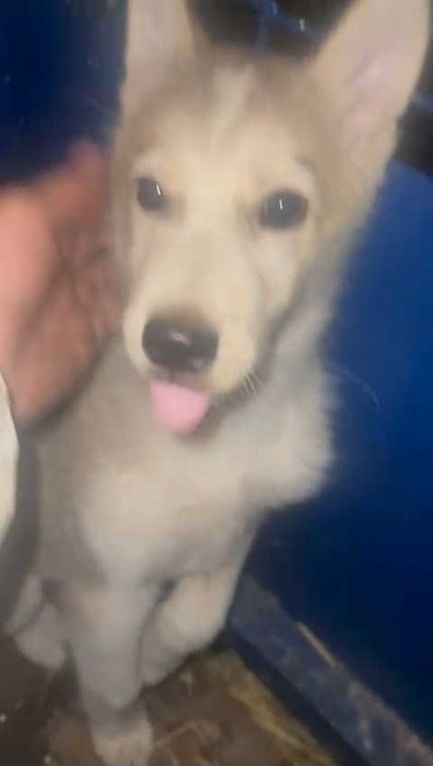 Подбросили щенка. Нужен дом!