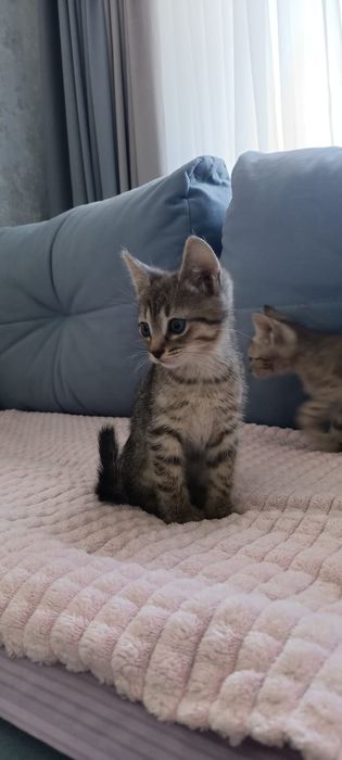 Отдам котят в добрые руки.