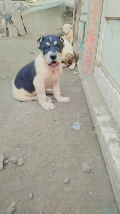 alabay  sitiladi buldozer linya