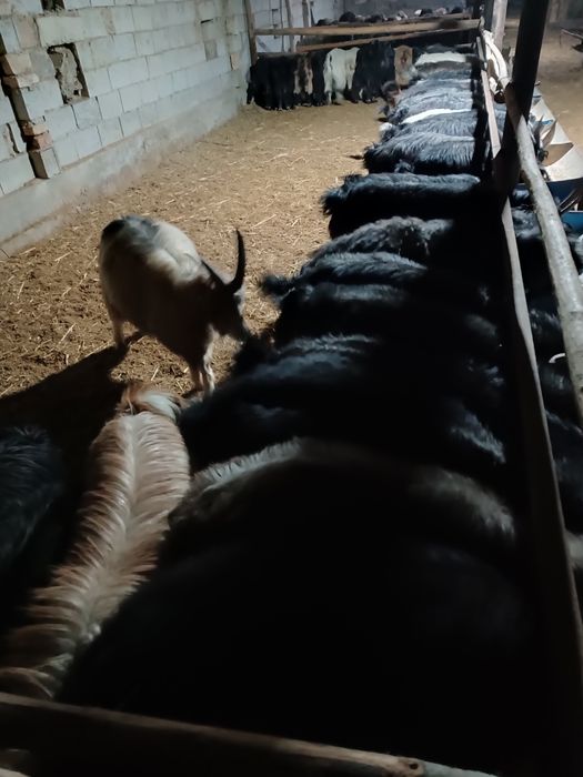 Echkilar tirik vazinga sotiladi