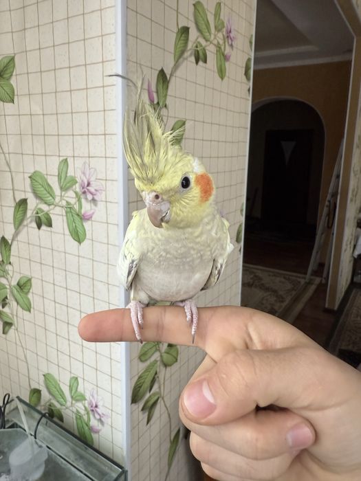 Продам молодого ручного попугая