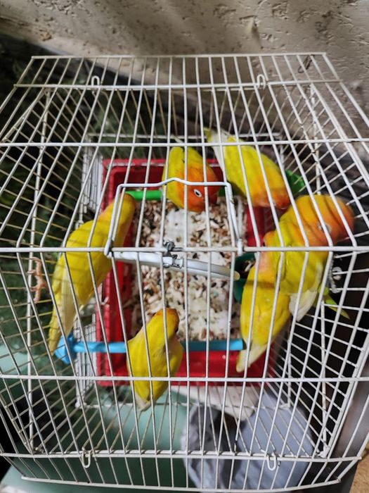 Nerazluchka papugay sotiladi