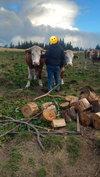 Boi de vanzare in varsta de 3 ani