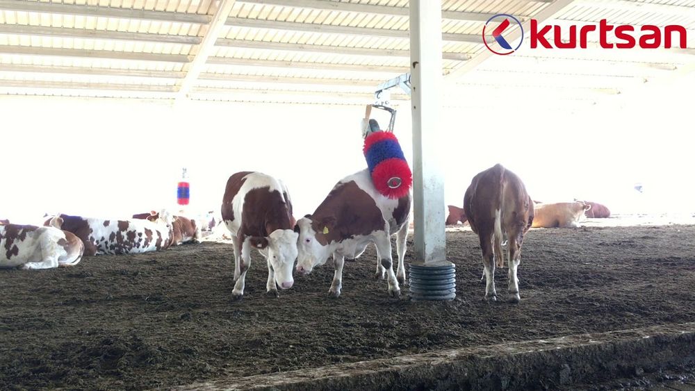 Автоматическая щетка-чесалка для коров. Қашлагич. Qashlagich