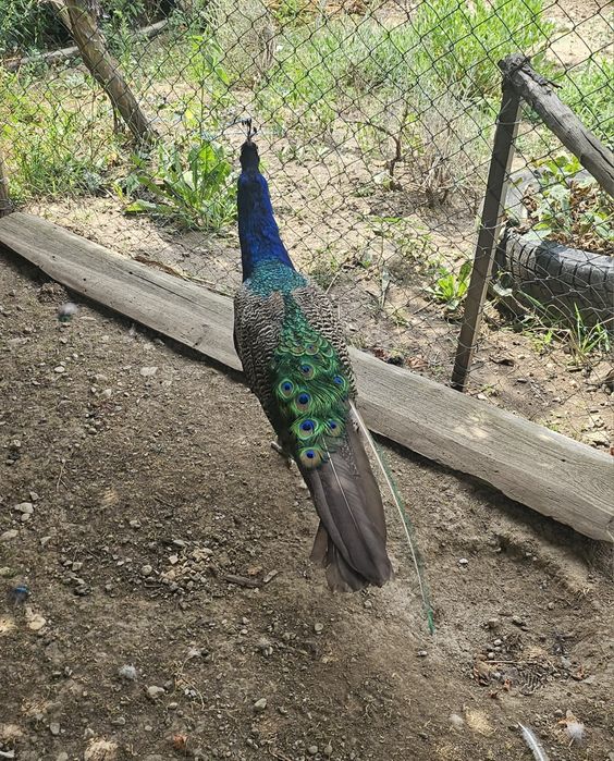 De vânzare un păun