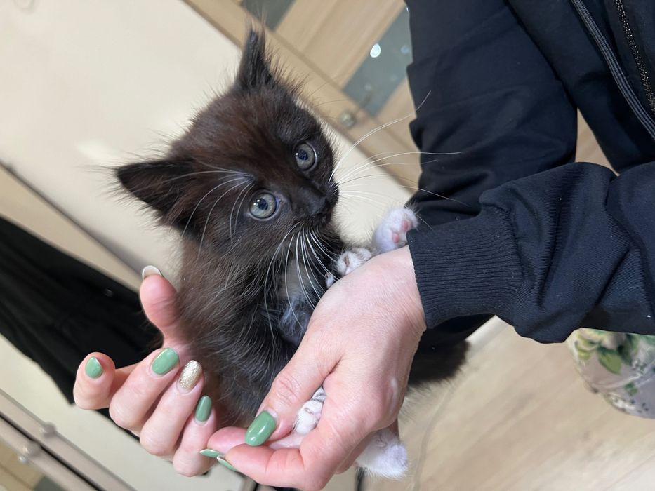 Отдам котенка в добрые руки