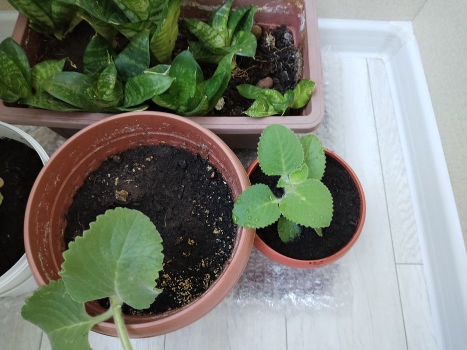 Цветы домашние. мята чайная..