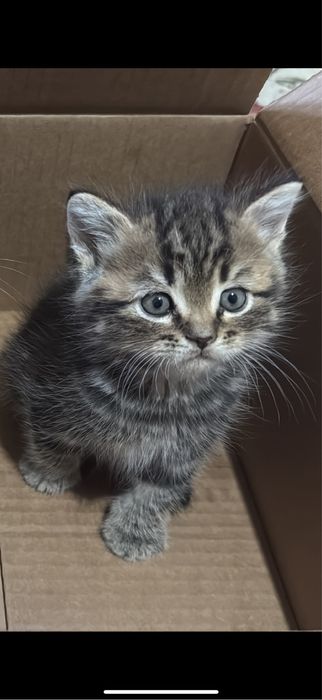 котеноктар сатылады
