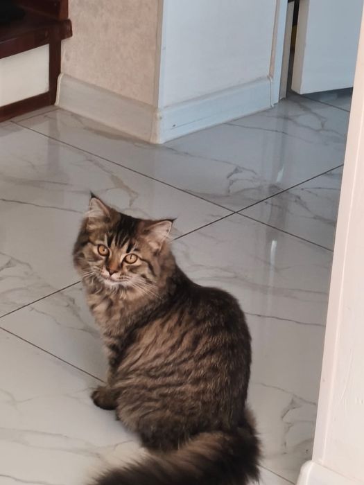 отдам в добрые руки девочку