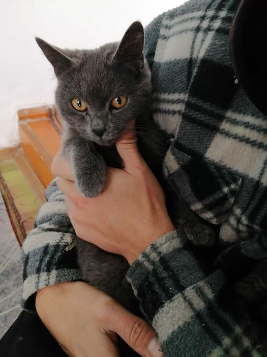 Отдаю кошек-подростков