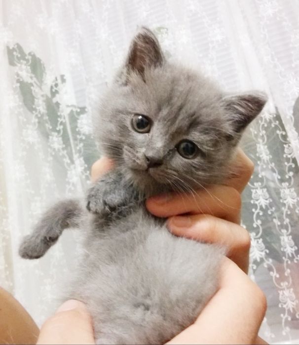 Британские девочки, 1.5 мес