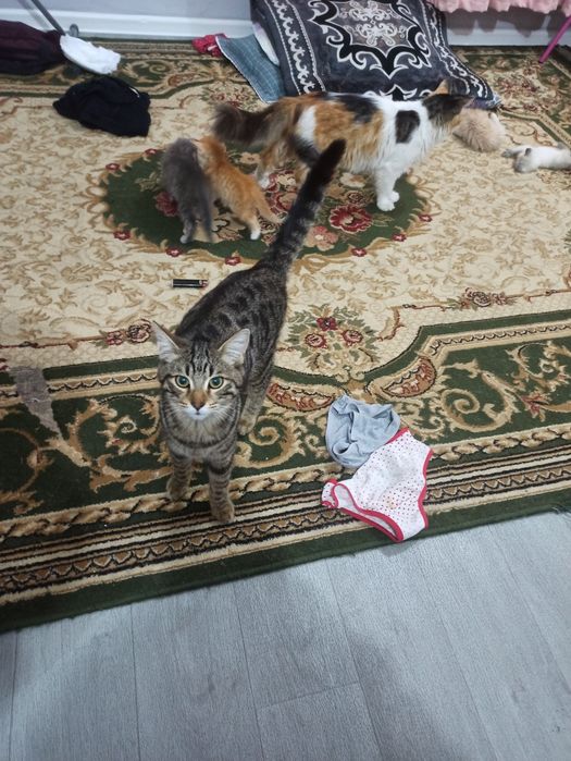 Отдам даром котят с мамой