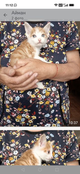 Ищем дом для котят