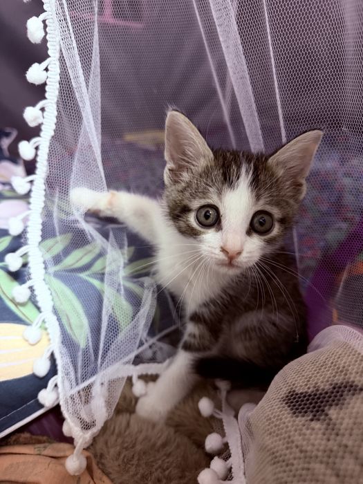 Котенок бесплатно