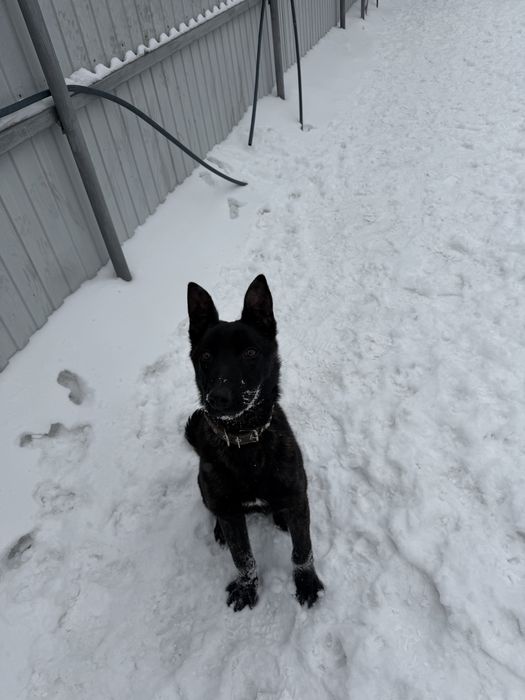 Продается щенок голландской овчарки