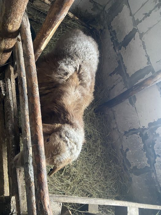 Продам племянного кошкара