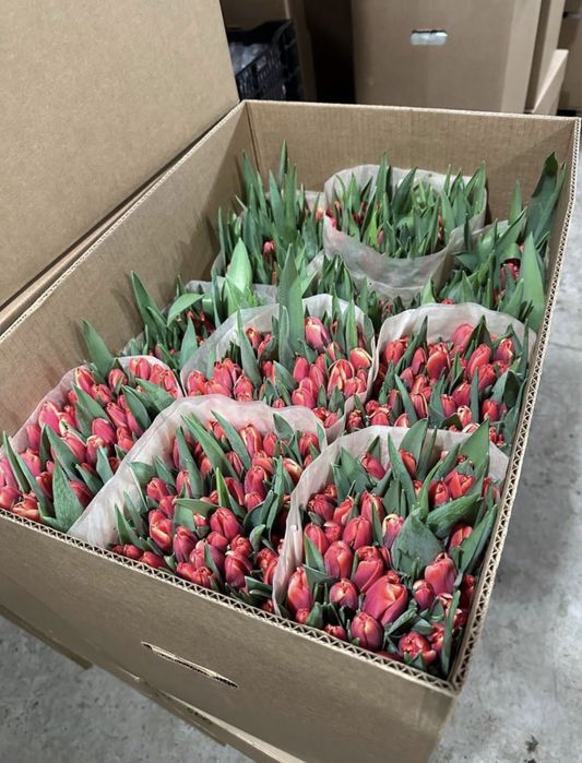 Продам тюльпаны