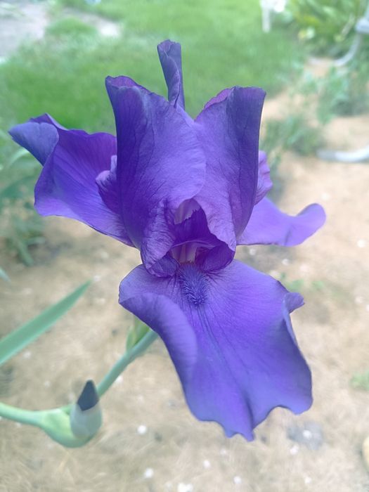 Ирисы бородатые. Разные сорта.