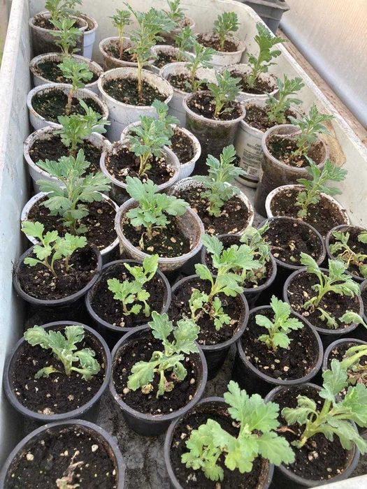 Хризантема (корейская) рассада