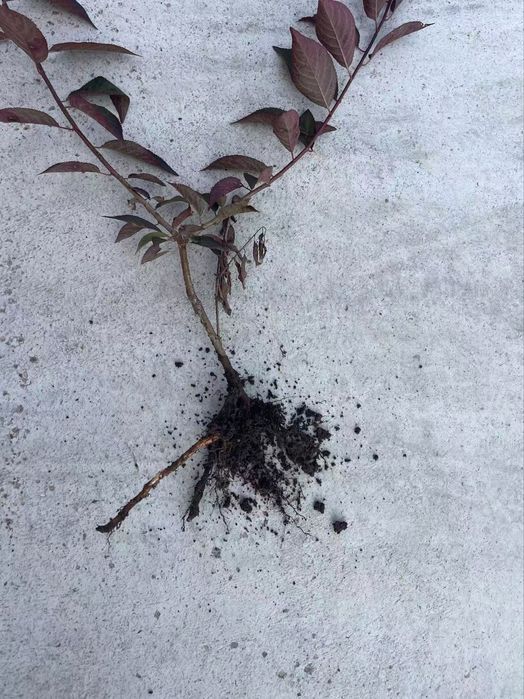 Янги тур! краснолистная декоративная писсарда (карликовая)
Писсарда Па