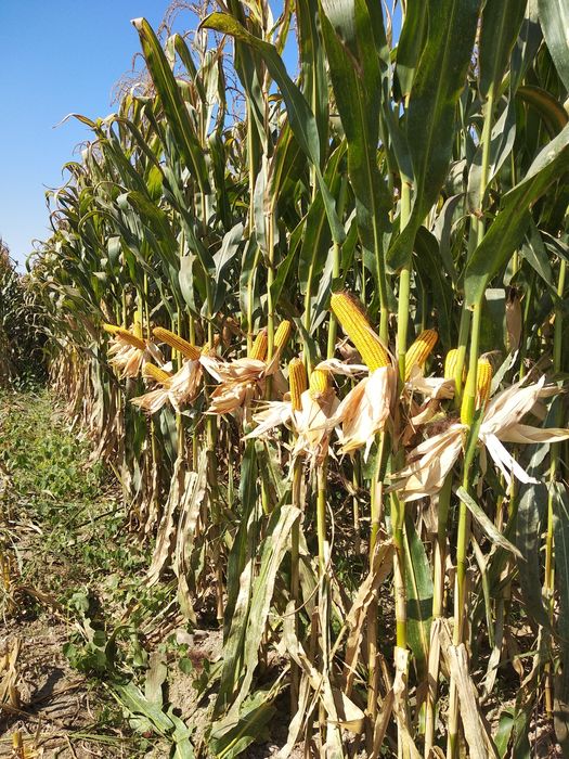 Силос кукурузный