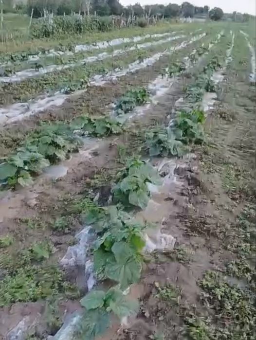 Домашние огурцы корнишон