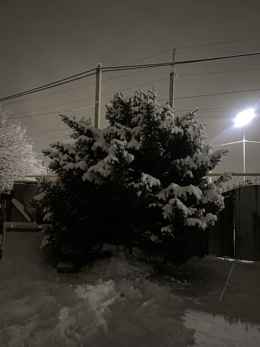Живая ель (примерно 2,5–3 м), самовывоз + выкопаем
