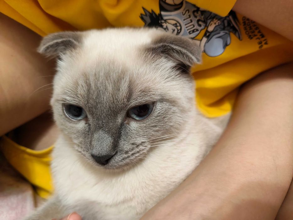 Кот 6 месяцев. Метис