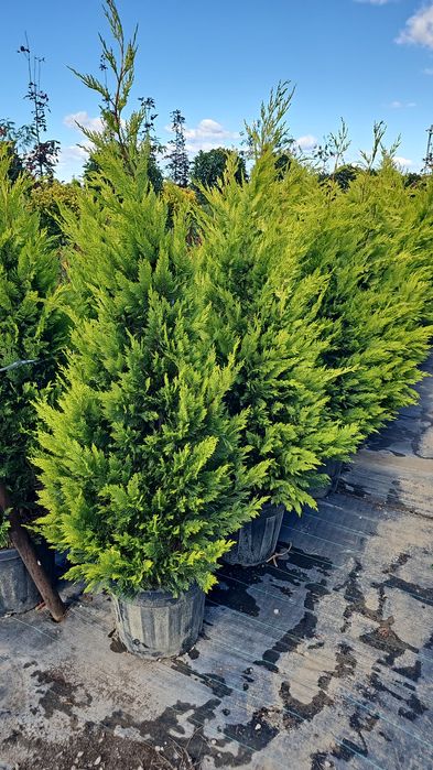 Cupressocyparis leylandii  - Arizonica - Gold