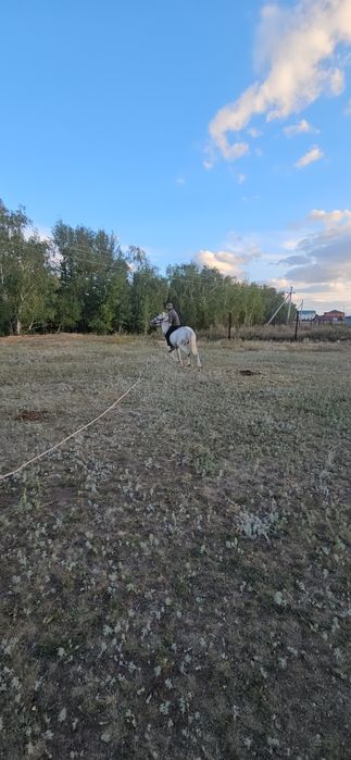 Продам мерина, лошадь