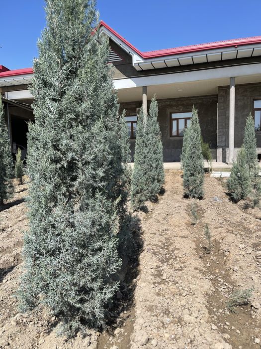 Aksiya Arizoniski kiparis sotiladi boyi 2m 100$, 2.5m 140$,3m 190$