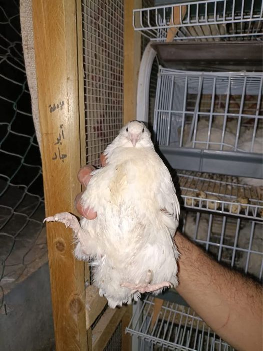 Texas A&M White (Beliy gigant) Bedana jo‘jalari!