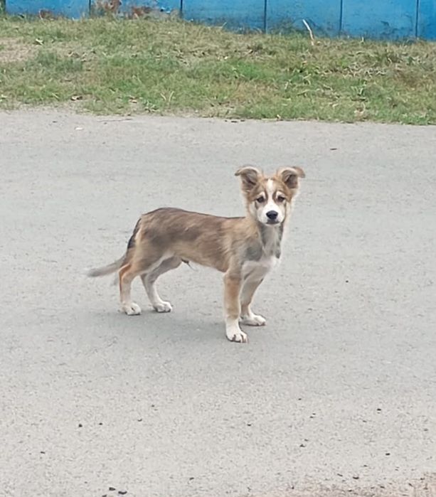 Щенок мальчик  3 месяца